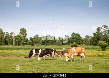 Foto di giovani mucche holstein in piedi a Zasavica, in Serbia, e pascolano. Il Friesiano Holstein è una razza internazionale o un gruppo di razze di dair Foto Stock