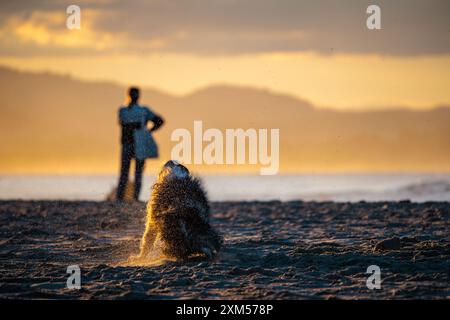 Un cane scuote la pelliccia al tramonto sulla spiaggia di Byron Bay, New South Wales, Australia. Foto Stock