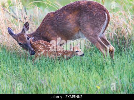 Un cervo dalla coda bianca, con splendidi occhi e macchie bianche sul suo cappotto con la sua madre Doe in un habitat erboso naturale in Colorado. Foto Stock