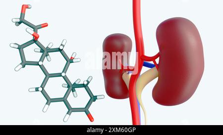 Rendering 3D della molecola e del rene dell'ormone steroideo del cortisolo. Essere stressati può danneggiare la salute, soprattutto nei reni. Foto Stock