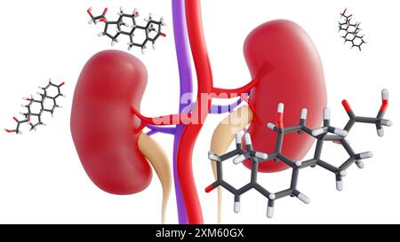 Rendering 3D della molecola e del rene dell'ormone steroideo del cortisolo. Essere stressati può danneggiare la salute, soprattutto nei reni. Foto Stock