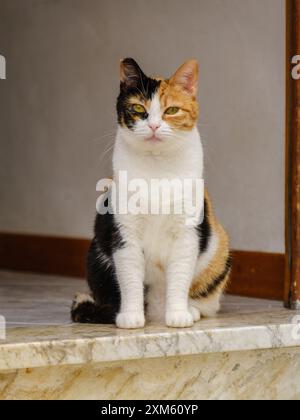 Godetevi una pausa tranquilla con questo affascinante gatto che si rilassa sui gradini, incarnando un momento di calma e soddisfazione nella vita di tutti i giorni Foto Stock
