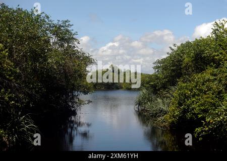 (240726) -- GAMPAHA, 26 luglio 2024 (Xinhua) -- questa foto mostra una vista delle mangrovie e paludi di Muthurajawela a Gampaha, Sri Lanka, il 25 luglio 2024. La giornata mondiale delle mangrovie si celebra il 26 luglio. Muthurajawela Mangroves and Wetlands, situata 19 chilometri a nord di Colombo, è stata identificata come una delle zone umide più importanti per contribuire al controllo delle inondazioni. Questo ecosistema di mangrovie può essere utilizzato in modo sostenibile per fornire i benefici economici ed ecologici alla nazione. Tuttavia, rimane un ecosistema estremamente vulnerabile e necessita di interventi rapidi e forti per la co Foto Stock