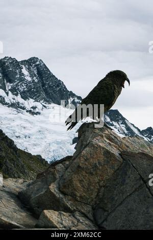 Maestosa Kea nelle Alpi meridionali Foto Stock