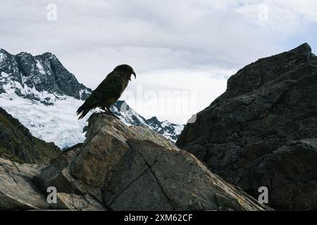 Maestosa Kea nelle Alpi meridionali Foto Stock