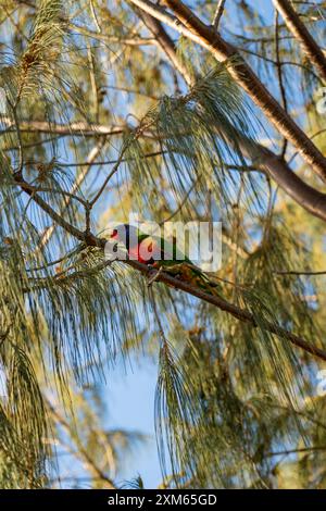 Pappagallo alato rosso che si aggira tra gli alberi Foto Stock