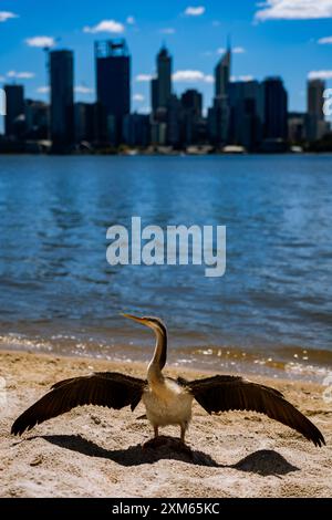 L'uccello si sta asciugando al sole con lo skyline di Perth sul retro Foto Stock