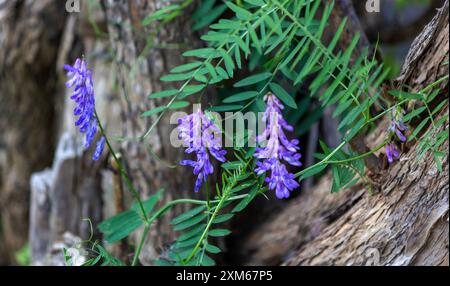 La cosiddetta erba, ma allo stesso tempo così elegante, è Vicia villosa, veccia pelosa. Foto Stock