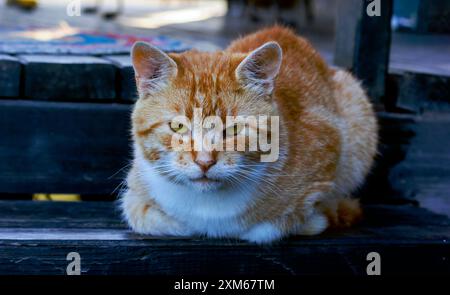 Un gatto rosso, un senzatetto, siede sulle scale di legno di una casa di campagna in estate. Ritratto gatto estivo Foto Stock