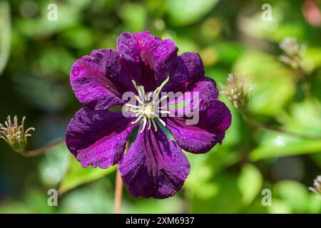 Clematis, Warszawska Nike, in piena fioritura, una ricca fioritura di viola reale, vista da dietro Foto Stock