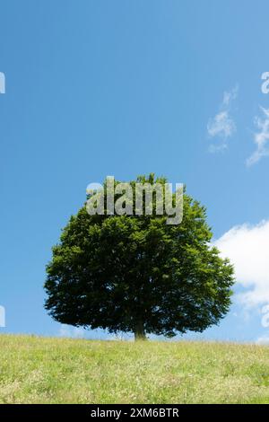 Un'unica, grande quercia decidua si erge alto su una collina erbosa, le sue foglie verdi contrastano con il cielo azzurro. Le soffici nuvole bianche galleggiano Foto Stock