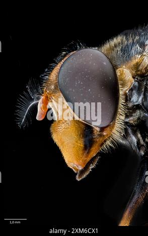 Faccia del grande hoverfly (Volucella inanis). Norvegia sud-occidentale a luglio. Foto Stock