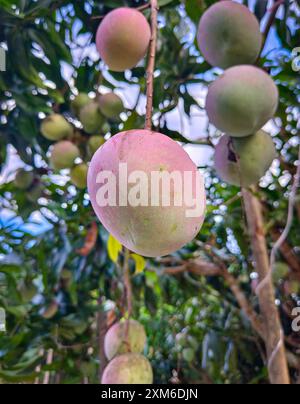 Alcuni manghi sembrano portare un sacco di frutta sull'albero, i giovani manghi sono deliziosi da mangiare insieme al peperoncino di soia nera. Foto Stock
