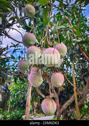 Alcuni manghi sembrano portare un sacco di frutta sull'albero, i giovani manghi sono deliziosi da mangiare insieme al peperoncino di soia nera. Foto Stock