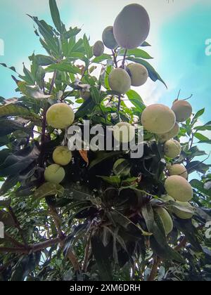 Alcuni manghi sembrano portare un sacco di frutta sull'albero, i giovani manghi sono deliziosi da mangiare insieme al peperoncino di soia nera. Foto Stock