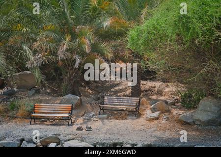 Panche in legno intempestivo circondate da palme e verdi nel parco naturale della riserva, le montagne degli Emirati Arabi Uniti del Nord. Foto Stock