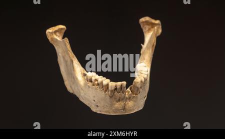 Antico esemplare di mandibola umana su sfondo scuro, indicativo di interesse archeologico o mostra museale. Sono state trovate ossa di Neanderthal Foto Stock