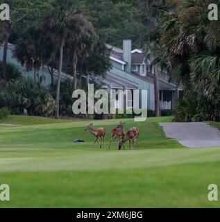 3 cervi su un campo da golf con un alligatore Foto Stock