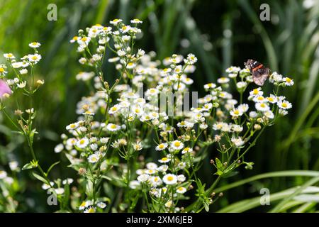 Una farfalla maculata rossa che riposa su fiori selvatici bianchi in un prato Foto Stock