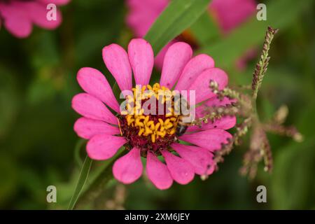 Primo piano dell'ape miele sul fiore di Zinnia con petali rosa Foto Stock