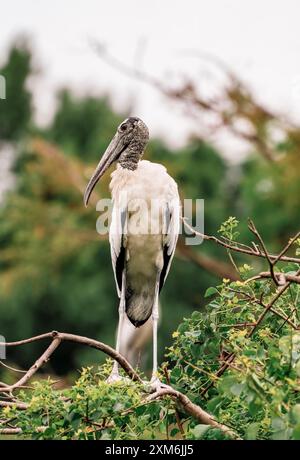 Cicogna nelle zone umide Foto Stock