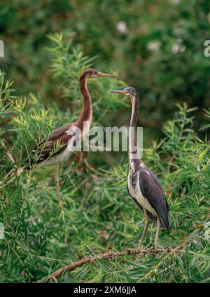 Due aironi che passavano nelle zone umide Foto Stock