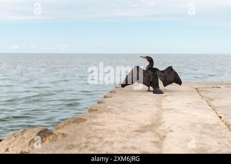 Vista posteriore di un cormorano doppiopetto che prende il sole sulle ali sul molo. Foto Stock