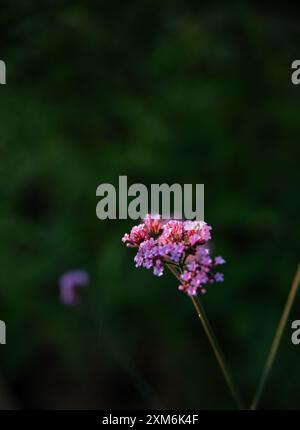 Verbena rosa in estate Foto Stock