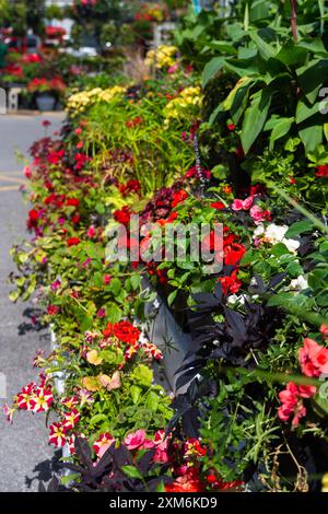 Colorata esposizione di fiori presso un Summer Garden Center Foto Stock