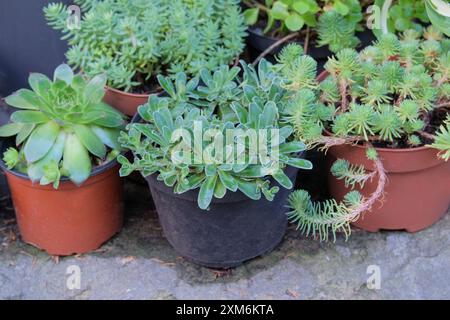 Varie piante verdi succulente in vasi. Piante tropicali vendute in negozio. Piante decorative in vaso. Mercato del giardino. Foto Stock