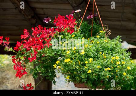 Cesti sospesi pelargonium rossi Foto Stock