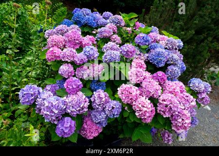 Piante del giardino blu viola che fioriscono a luglio Hortensia colorata Hydrangea macrophylla Foto Stock