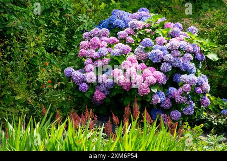 Purple Blue Flowering Garden Hydrangea macrophylla semi arbusto lussureggiante Giardino colorato Foto Stock
