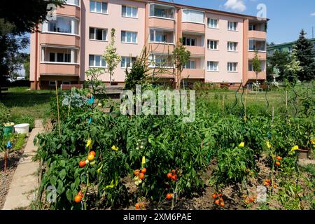 Orto comunitario di fronte a un condominio in una giornata di sole con la coltivazione di pomodori maturi Foto Stock