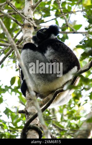 Indri indri, conosciuta anche come babakoto, con il suo bambino a Réserve spéciale d'Analamazoatra, Madagascar Foto Stock