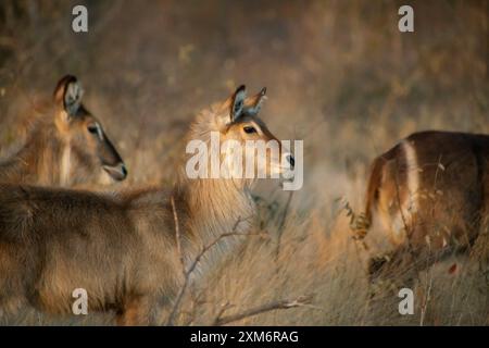 Alcuni dollari d'acqua comuni femminili sulla savana nel Kruger National Park Foto Stock