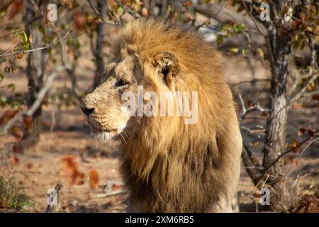 Leone maschio in piedi sulla savana nel Kruger National Park Foto Stock