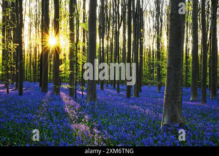 Tappeto floreale di campanili in fiore blu al tramonto in primavera sul fondo della foresta di faggi di Hallerbos. Brabante fiammingo, Belgio, Europa Foto Stock