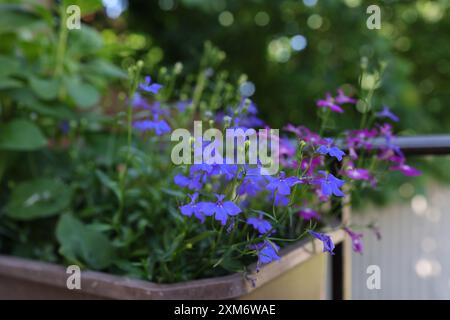 Lobelia erinus floreale, lobelia bordante, lobelia da giardino o lobelia trainante, in una staffa di vaso all'aperto in giardino Foto Stock