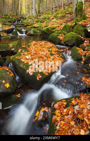 Kleine OHE, ruscello in autunno, Parco Nazionale delle foreste bavaresi, Baviera, Germania Foto Stock