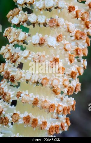 Grande equiseto (Equisetum telmateia), Equisetaceae. Felce erbacee, pianta selvatica. Foto Stock