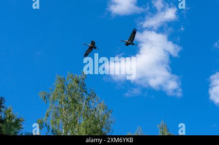 Uccelli volanti con gru contro il cielo blu. Regione di Warmia e Masuria. Foto Stock