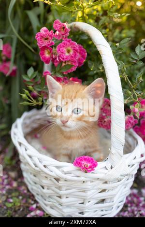 un simpatico gattino rosso con occhi blu si trova in un cestino di vimini bianco sotto un cespuglio di rose rosa. L'infanzia di Cat, belle cartoline, armonia della natura. Favo Foto Stock