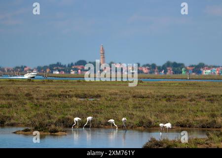 Fenicotteri nella laguna veneta e l'isola di Burano in lontananza (Venezia, Italia) Foto Stock