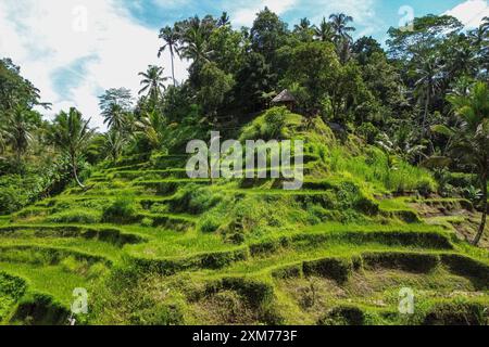 Vista aerea della terrazza di riso di Tegallalang con alberi di cocco, Tegallalang, Gianyar, Bali, Indonesia Foto Stock
