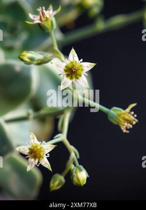 Bella madre di perla o pianta fantasma fiori succulenti con sfondo nero. Primo piano di fiore di cactus. Campo di profondità e sfocatura è fatto intenzione Foto Stock