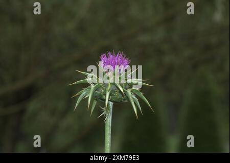 Fido del latte Silybum marianum, Renania, Germania Foto Stock