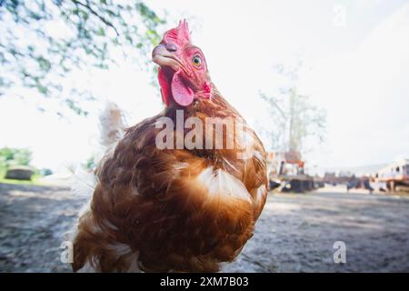 Un pollo bruno cammina in una fattoria fangosa durante una calda giornata estiva. Orizzontale Foto Stock