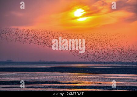 (240726) -- PECHINO, 26 luglio 2024 (Xinhua) -- Un gregge di uccelli sorvola una zona umida alla foce del fiume Yalujiang a Dandong, provincia di Liaoning, nella Cina nord-orientale, 18 aprile 2023. Cinque siti nominati dei santuari degli uccelli migratori lungo la costa del Mar giallo-Golfo di Bohai in Cina hanno superato con successo il processo di revisione venerdì per essere inclusi nella lista del patrimonio mondiale dall'Organizzazione delle Nazioni Unite per l'educazione, la scienza e la cultura (UNESCO). La decisione è stata presa durante la 46a sessione del Comitato del Patrimonio Mondiale dell'UNESCO tenutosi a nuova Delhi, in India, secondo il National Cinese Foto Stock