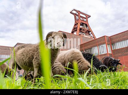 Erstmalig Schafe auf der Zeche Zollverein, 12 Heidschnucken und Drenther Heideschafe weiden noch bis Ende Oktober 2024 auf dem Gelände des UNESCO Welterbe, sie sind Teil des Grünflächen Pflegekonzept und halten die Wiesen kurz, Essen, NRW Schafe Zollverein *** pecore presso il complesso industriale della miniera di carbone di Zollverein per la prima volta, 12 pecore Heidschnucken e Drenther Heideschafe pascoleranno sul sito patrimonio dell'umanità dell'UNESCO fino alla fine di ottobre 2024, fanno parte del concetto di manutenzione dello spazio verde e mantengono i prati corti, Essen, NRW, pecore Zollverein Foto Stock